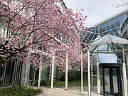 Kirschblütenallee in Neuperlach (Foto: Martin Schmitz)